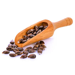 castor-seed
