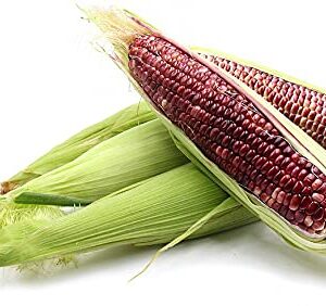 Red Maize