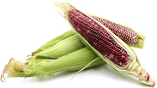 Red Maize