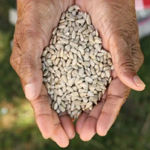 SUNFLOWER SEED