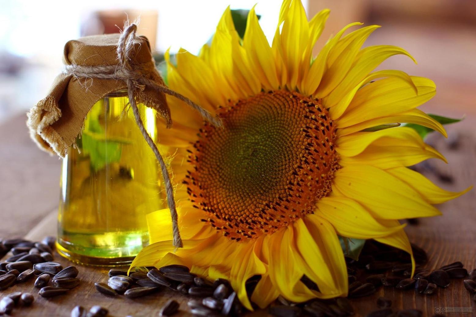 Sunflower oil For Sale