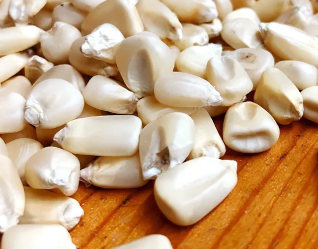 White Corn (Maize)